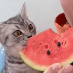 Арбуз Вкусно Голодный