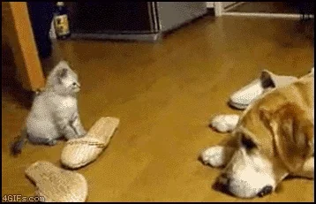 Котенок Прикольно Смешно
