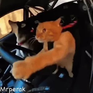Мем Безумие Щенок