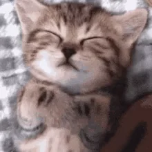 Tired Cat
