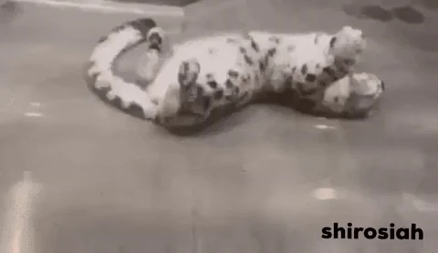 Roll Over White Tiger
