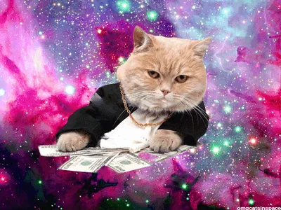space cat