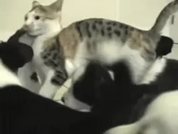 cat