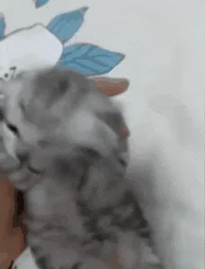 Cat Crying