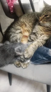 Ржу Сонный Кот Злой