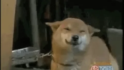 happy dog