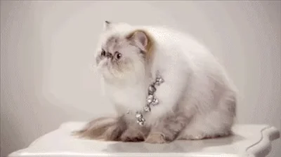 В Шоке Котик Шок