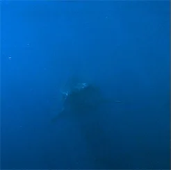 Акула Рыба Подводный