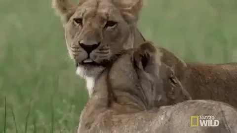 Львица Лев Nat Geo Wild