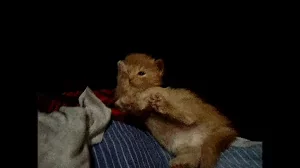 Котик Кошка Кот