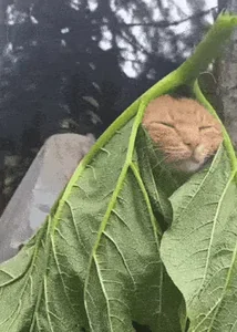 Кот Сон Спокойствие