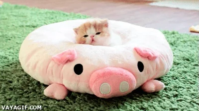 Свинья Милый Котенок