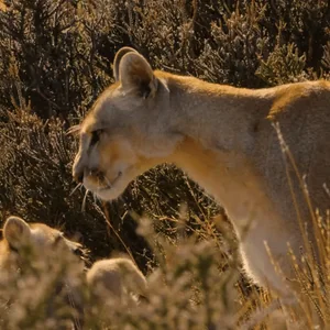 Лев Любовь Кошки
