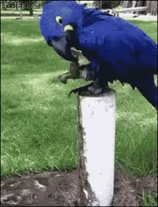 Bird Птица Птицы