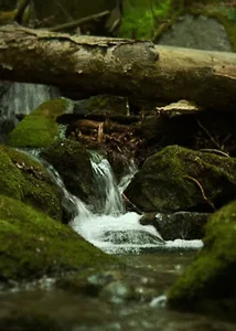 Stream Perfect Loop