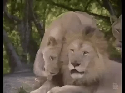 90S Lion