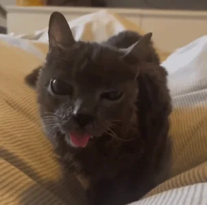 Cat Kitty