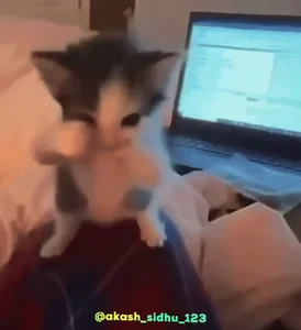 Dance Cat