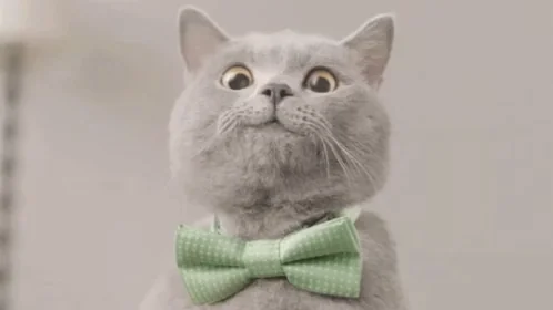 Кот Котик Улыбка