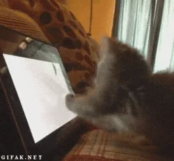 crazy cats cat