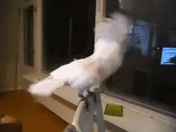 Bird Rocking Out