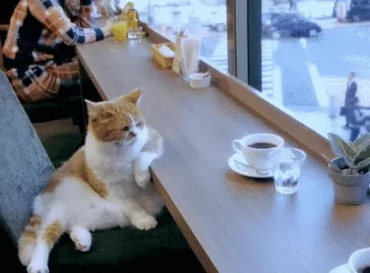 Кот Кофе Утро