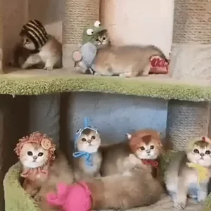 Cats Animals Cute