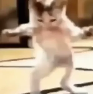 Cat Meme Dance Dancing