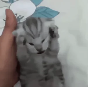 Cat Meme