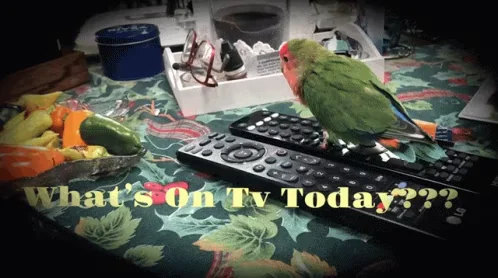 Lovebird Whats On Tv Today Bird