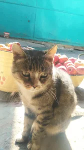 Живое Фото Оживление Грустный Кот