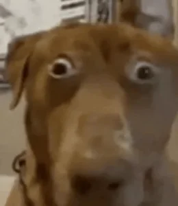 Shocked Oh No