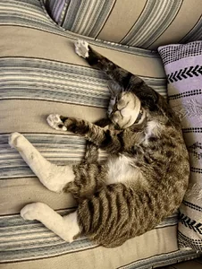 Tabby Cat Smile