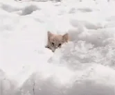 Зима Снег Животные