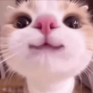 Котик Милый Люблю