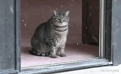 котик