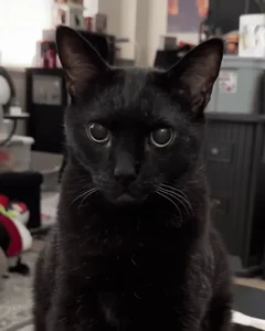 Подмигивание Чёрная Кошка Кошки