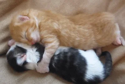 Усталость Кот Милый