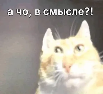 Кот Котик Котики